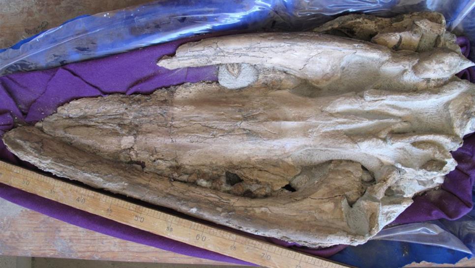 Científicos estudian fósil de ballena milenaria en Baja California Sur