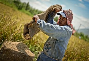 Con tecnología, el campo sinaloense puede aumentar producción de arroz