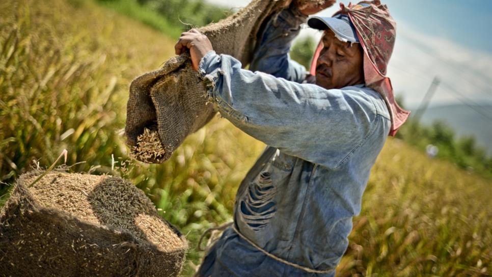 Con tecnología, el campo sinaloense puede aumentar producción de arroz