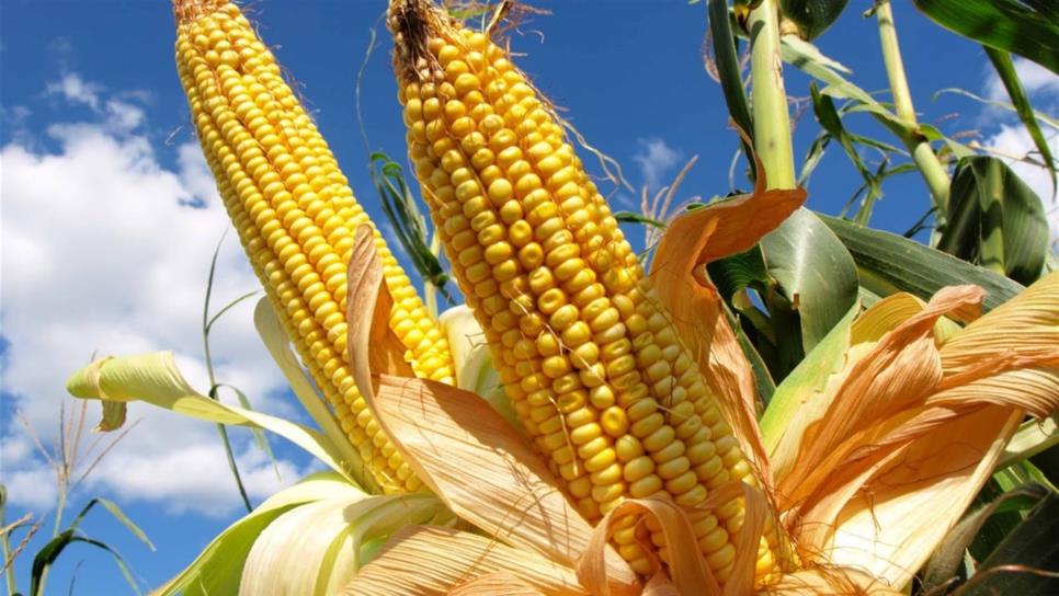 Incrementará 8.1% en superficie de siembra de maíz en EEUU