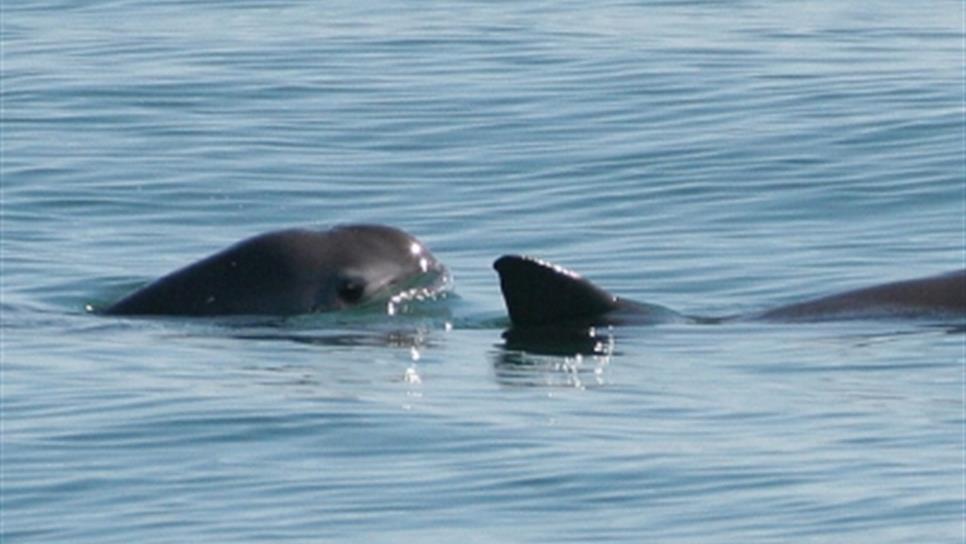 Elevan protección a vaquita marina con dos boyas de señalización