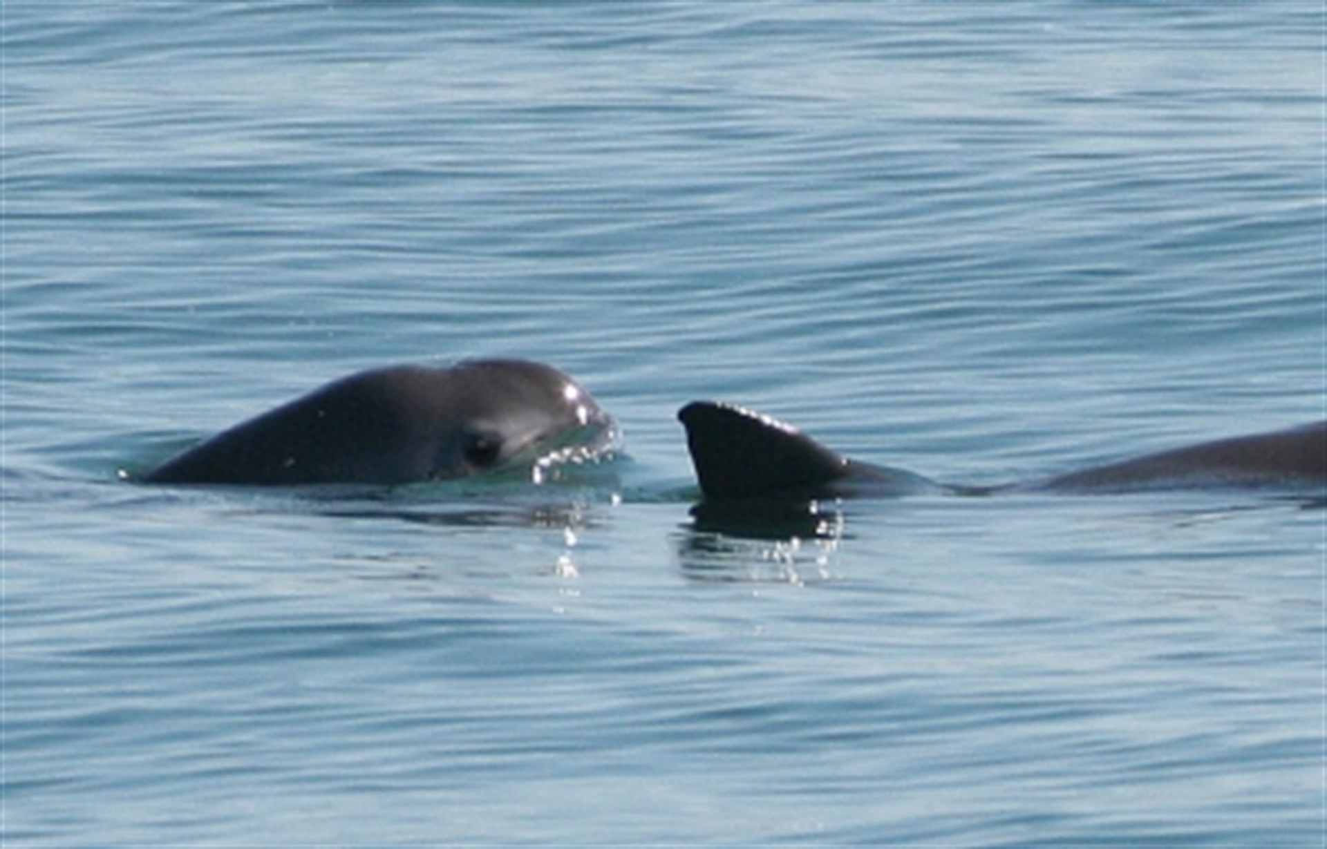 Elevan protección a vaquita marina con dos boyas de señalización