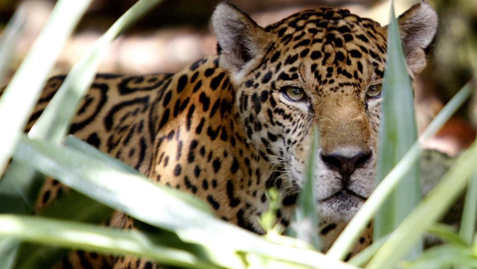 Avanza campaña de concientización para conservar al jaguar en México
