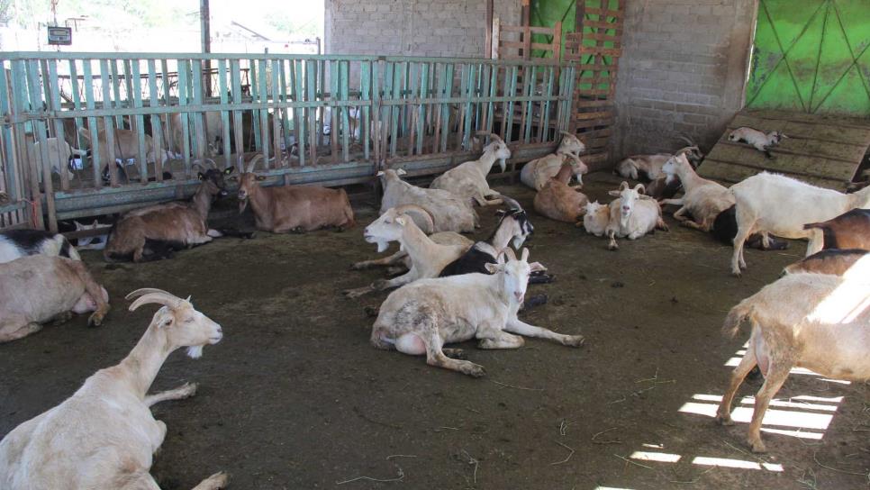 Detectan casos de brucelosis en cabras de la zona norte