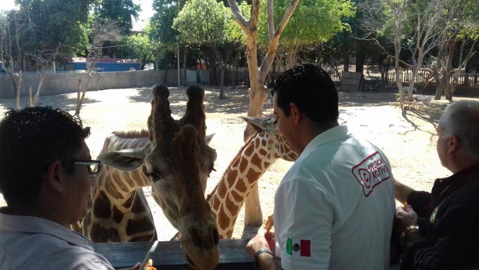 Presentan nueva jirafa en el zoológico de Culiacán