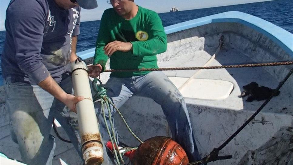 Refuerzan rescate de vaquita marina con 87 detectores acústicos