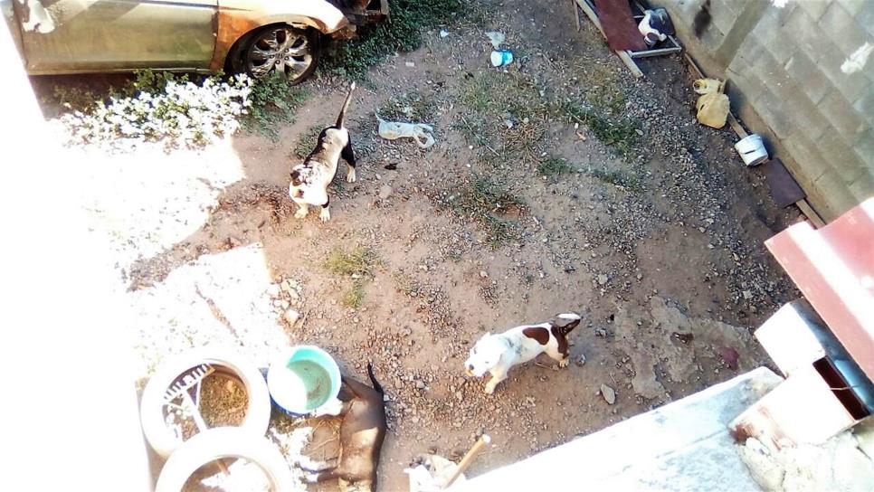 Denuncian maltrato animal en domicilio de Las Mañanitas