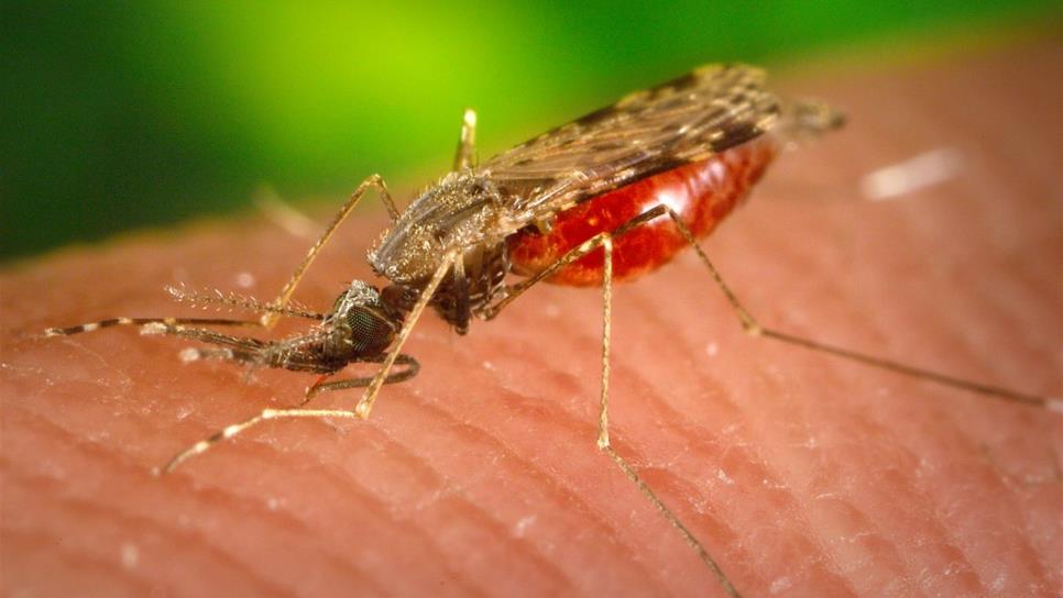 El despegue de los mosquitos puede mejorar el diseño de drones
