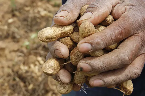 Falta de lluvias preocupa a temporaleros del Évora Falta de lluvias preocupa a temporaleros del Évora