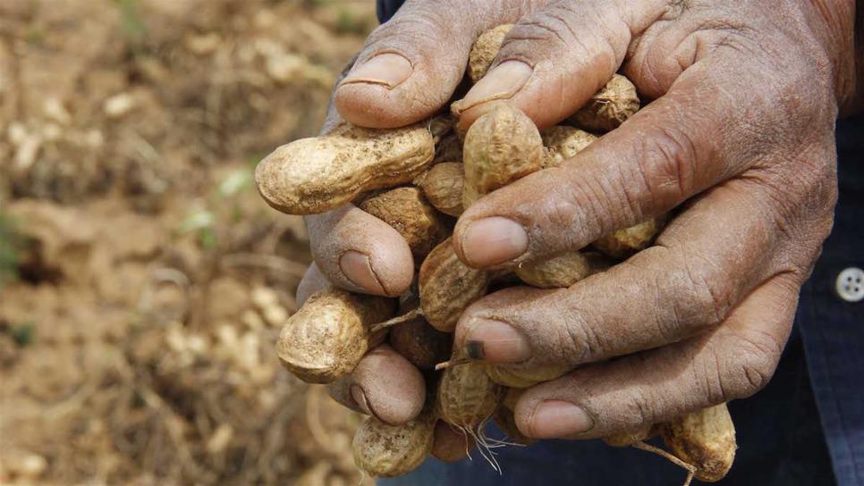 Piden seguro catastrófico para cacahuate en 5 municipios de Sinaloa