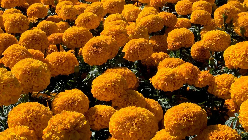 Cempasúchil tiene propiedades médicas y alimenticias, dice especialista