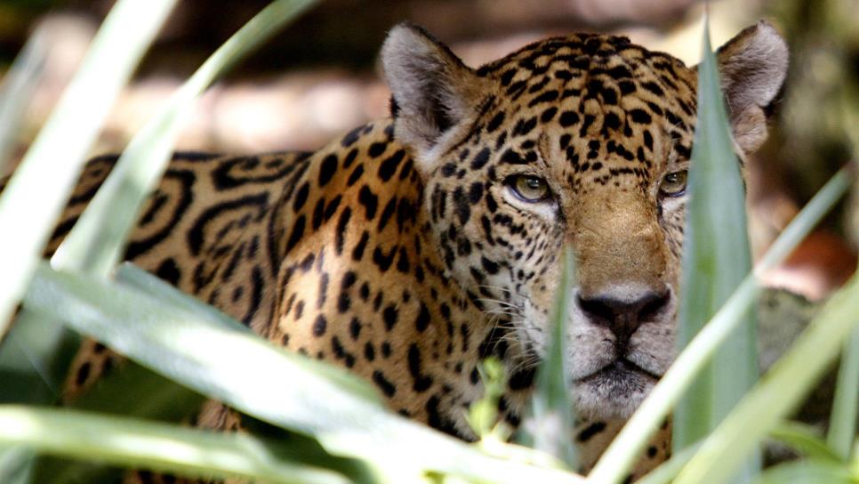 Autoridades detectan jaguar en Área Natural Protegida de Chihuahua