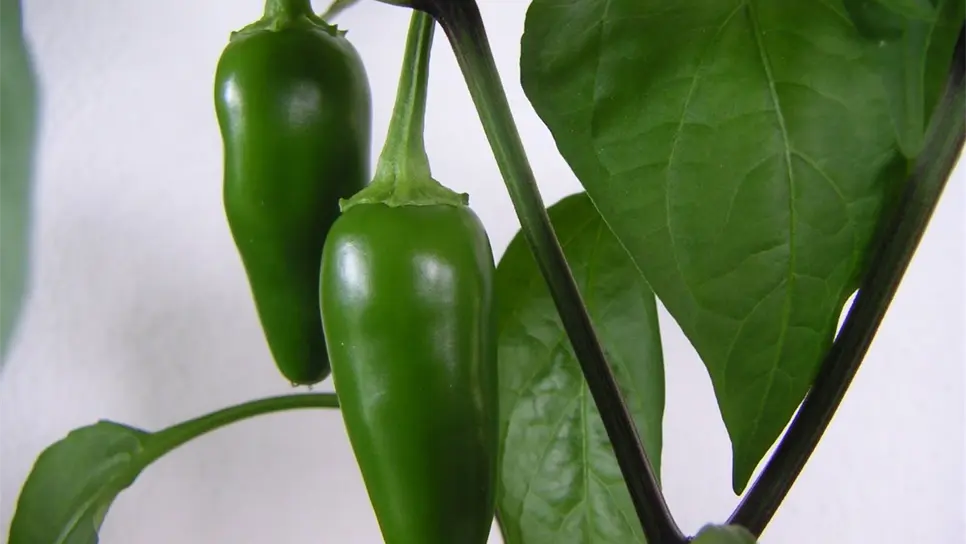 Inicia exportación de hortalizas de Sinaloa a Estados Unidos