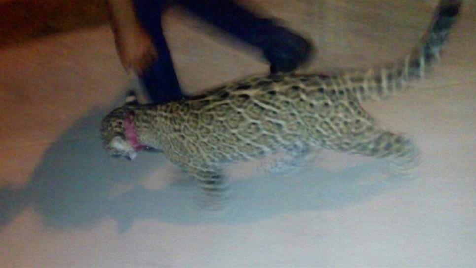 Escapa jaguar de fraccionamiento privado de Mazatlán