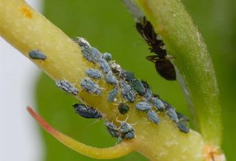 Sanidad Vegetal logra controlar plagas a pesar del calor