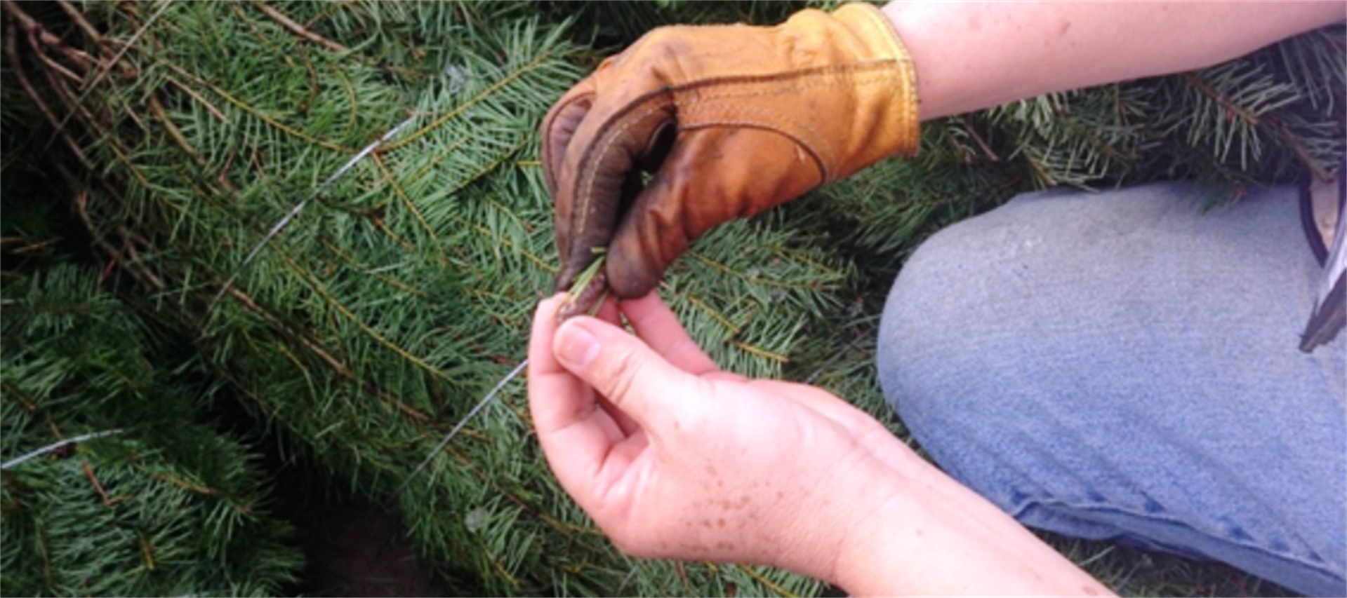 Los árboles rechazados tienen plaga.