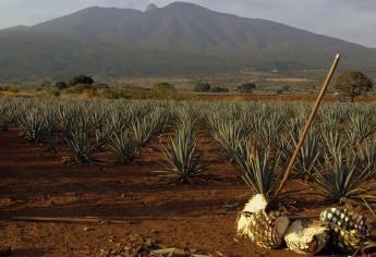 Diputados impulsan producción de nopal y maguey