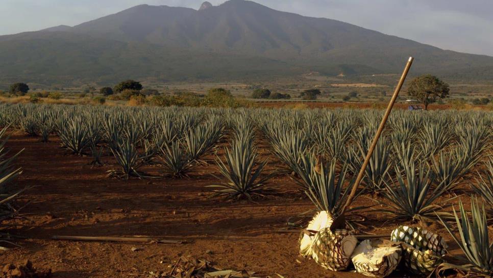 Diputados impulsan producción de nopal y maguey