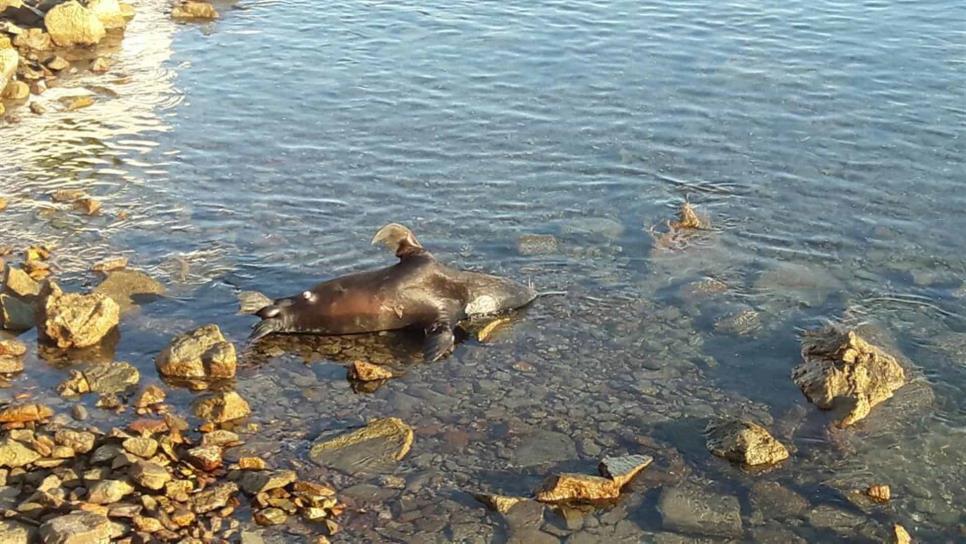 Aparece un lobo marino muerto en Mazatlán