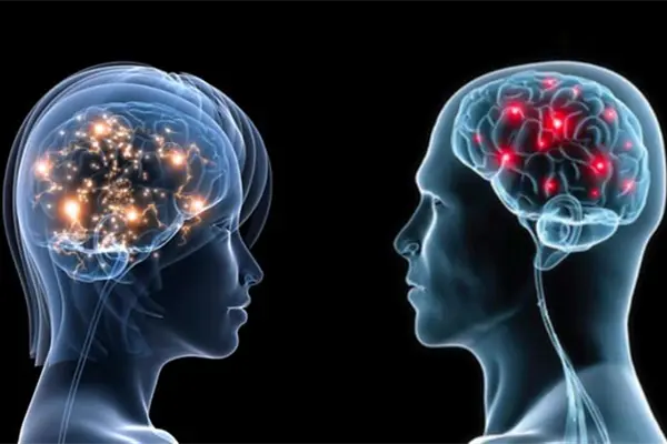Cerebro de la mujer madura más rápido que el del hombre Cerebro de la mujer madura más rápido que el del hombre