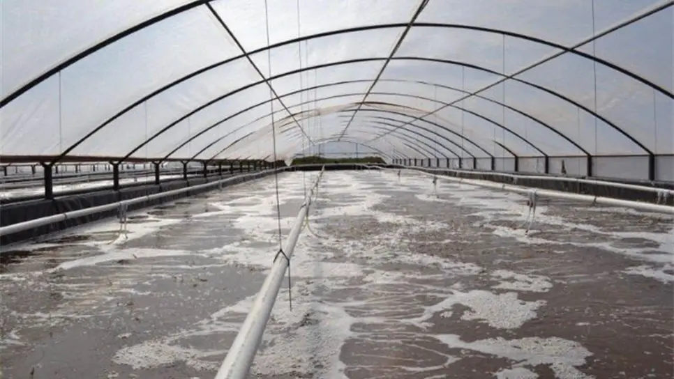 Sinaloa tendrá centro de investigación acuícola más grande del país