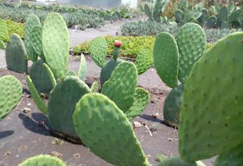 FAO resalta potencial del nopal como alimento y forraje