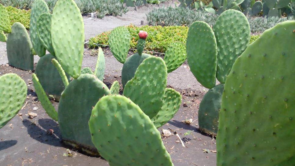 FAO resalta potencial del nopal como alimento y forraje