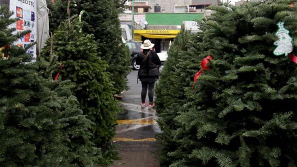 Comercializarán 700 mil árboles de Navidad en México