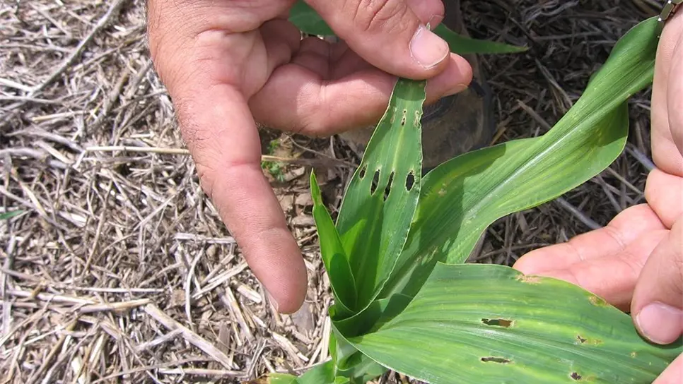 Alerta fitosanitaria por  tizón foliar en Valle del Fuerte