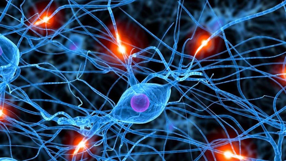 Cerebro construye la realidad mediante impulsos eléctricos