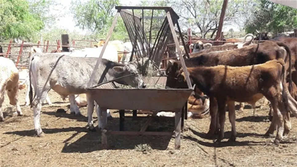 Sequía y pulgón amarillo han afectado el ganado: Osuna Román