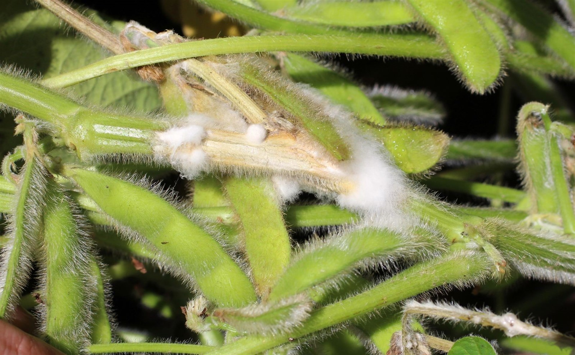 Moho blanco y tizón ponen en alerta fitosanitaria a todo Sinaloa