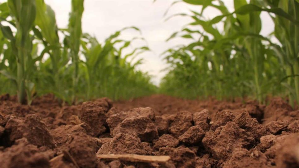 Productores modifican plan de siembra por sequía
