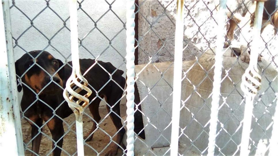Denuncian maltrato animal contra 7 perros en casa de Las Fuentes