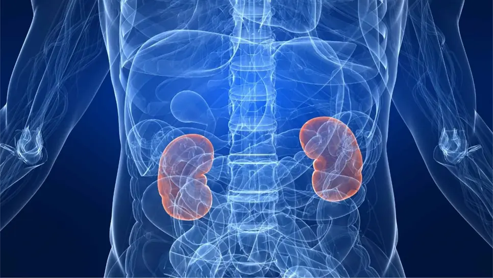 Hipertensión y sedentarismo pueden detonar enfermedad renal