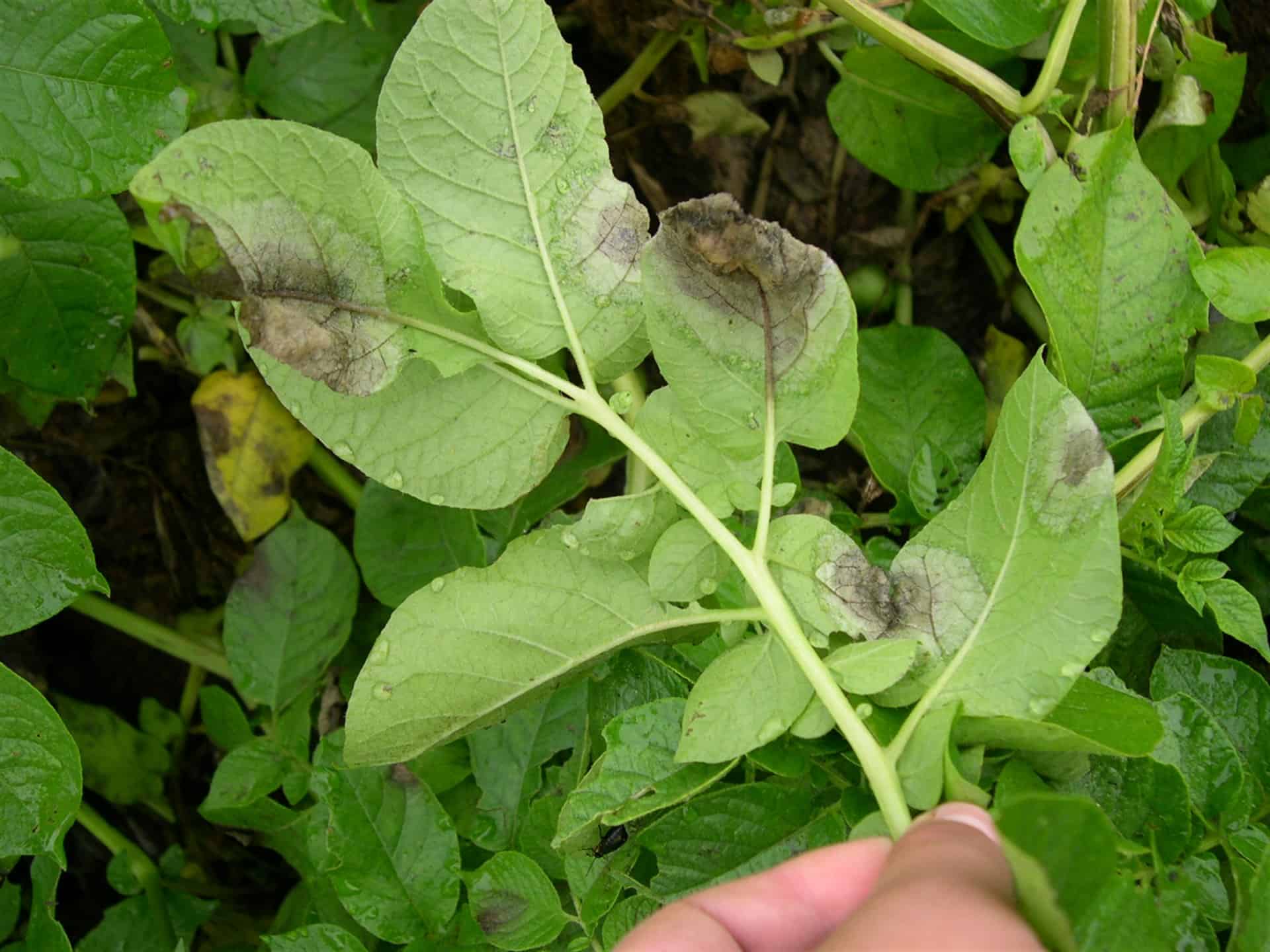 Les regalaron semilla de maíz y les salió caro