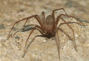 Piden prevenir mordeduras de arañas peligrosas