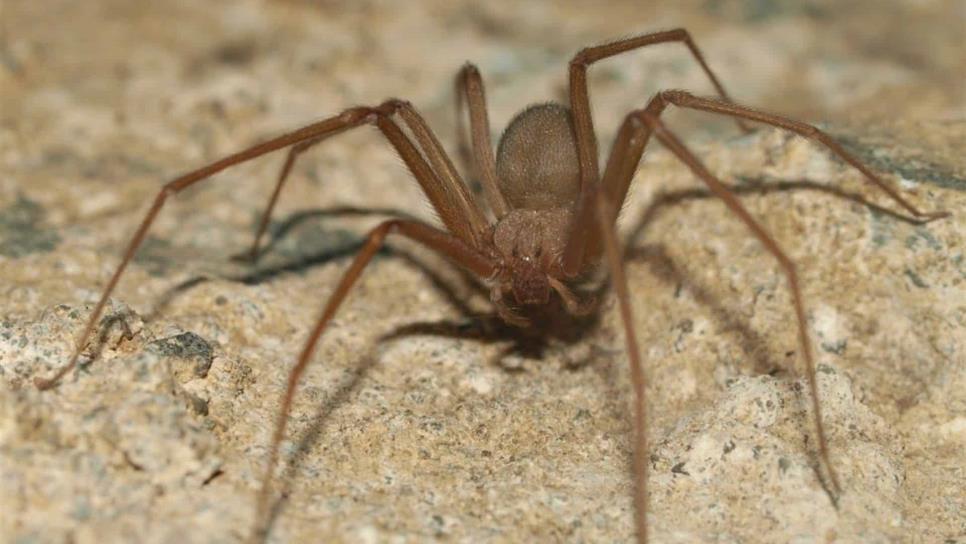Piden prevenir mordeduras de arañas peligrosas