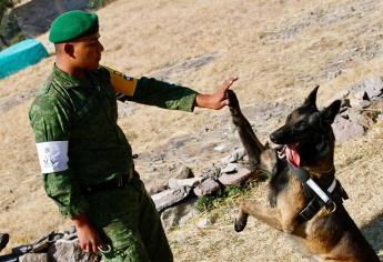 ¿Por qué un perro de búsqueda y rescate no puede ser donado?