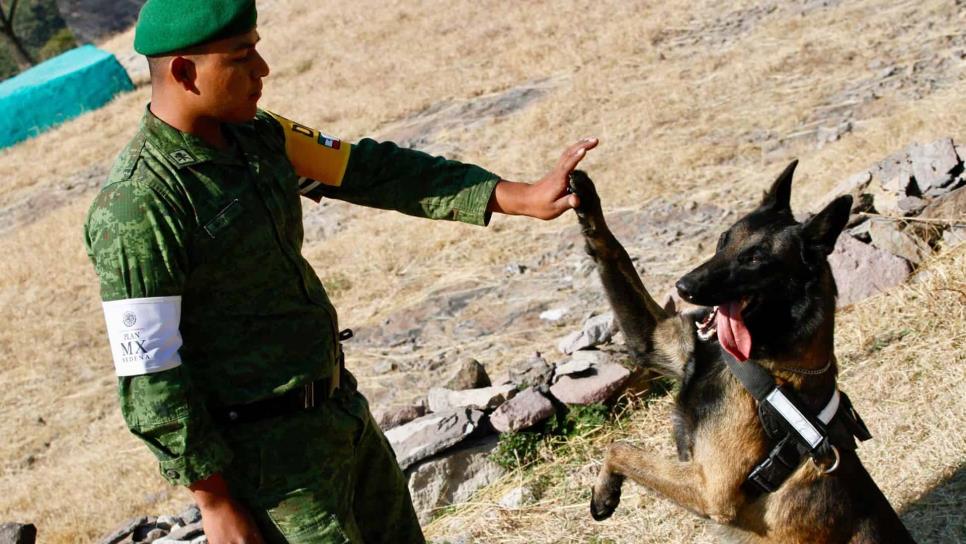 ¿Por qué un perro de búsqueda y rescate no puede ser donado?