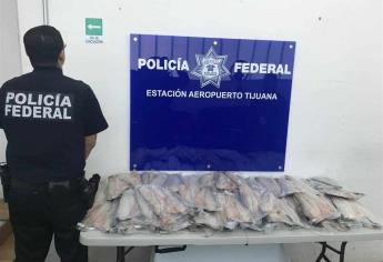 Federales aseguran 104 filetes de Totoaba en aeropuerto de Tijuana