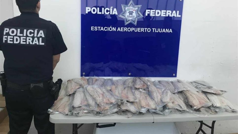 Federales aseguran 104 filetes de Totoaba en aeropuerto de Tijuana