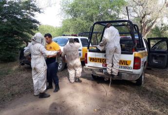 Muere hombre al recibir más de mil picaduras de abejas