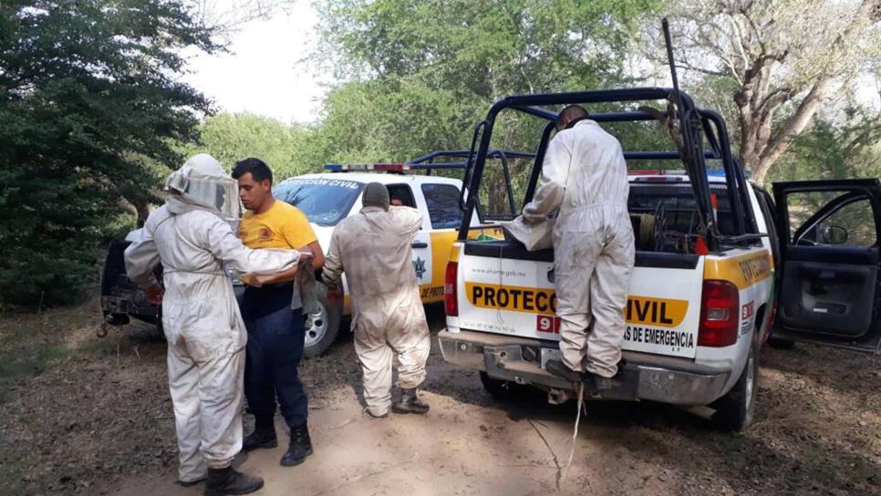 Muere hombre al recibir más de mil picaduras de abejas