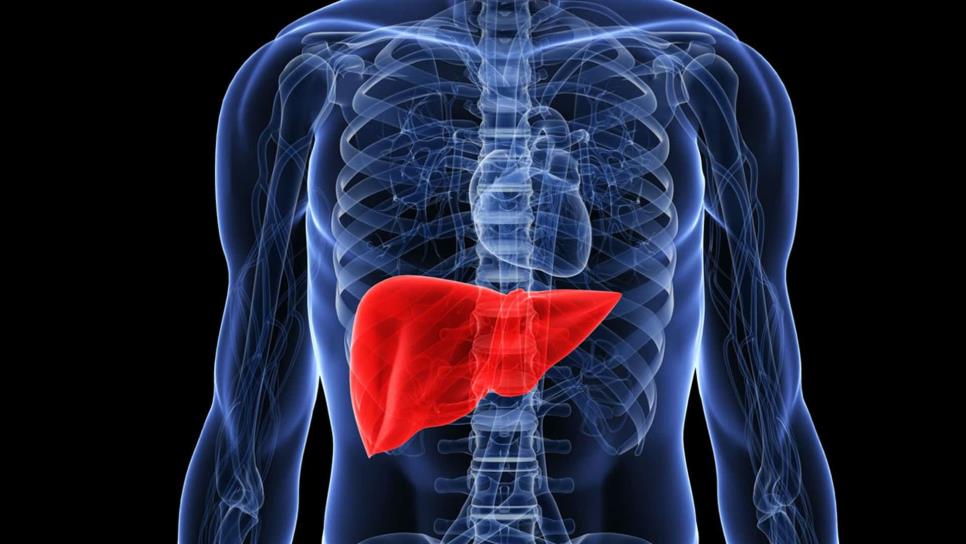 Hígado graso podría diagnosticarse con prueba de sangre