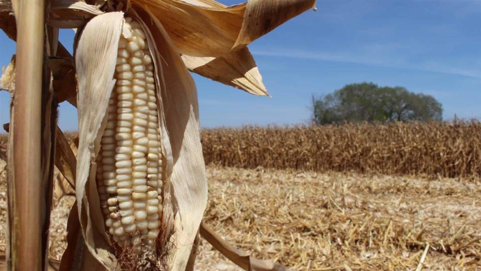 Se complica panorama para el comercio del maíz: CAADES