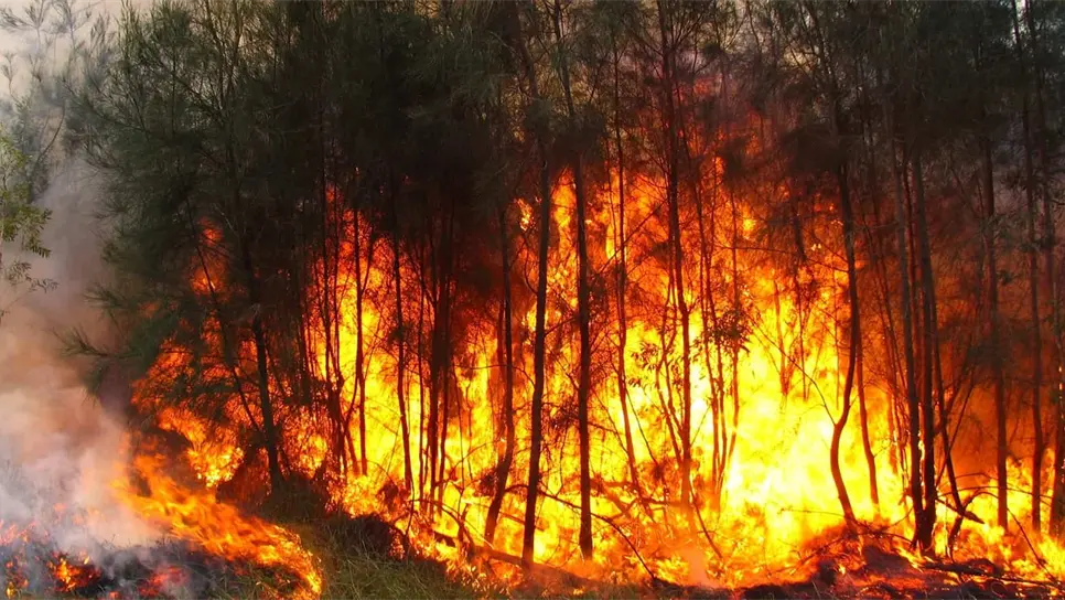 Incendios forestales, la mayoría son provocados por el hombre