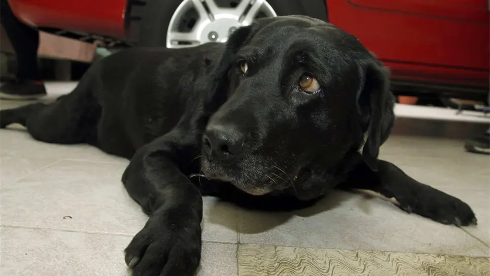 Besar a tu perro te puede matar