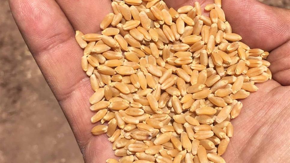 Liberan dos nuevas variedades de semillas mejoradas de trigo y cártamo