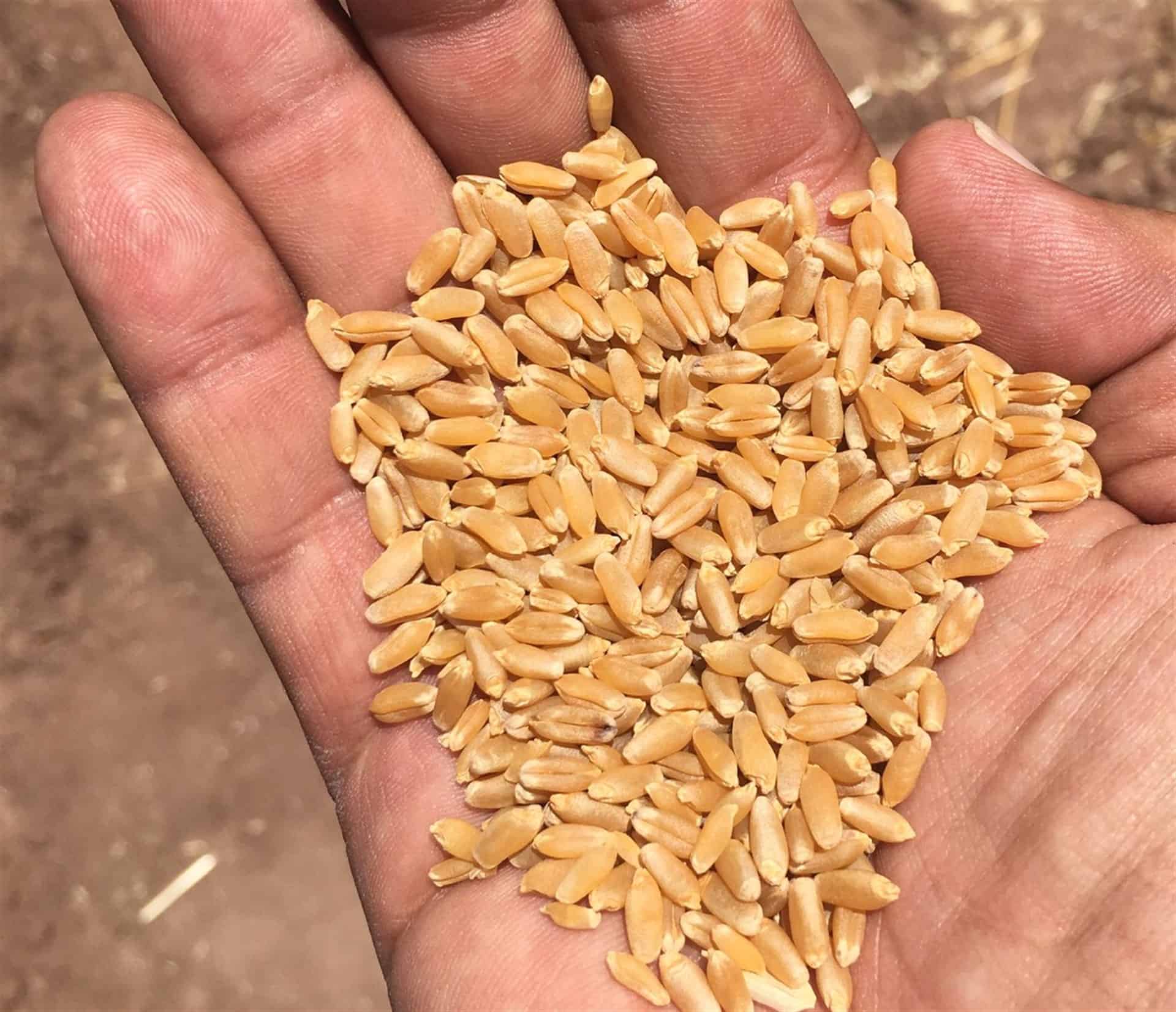 Liberan dos nuevas variedades de semillas mejoradas de trigo y cártamo